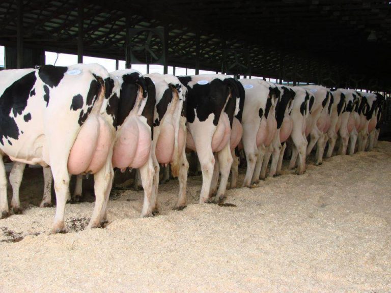 Damızlık Düve Yetiştiriciliğine Yapanlara %50 Hibe Desteği