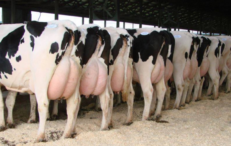 Büyükbaş hayvancılık hibe