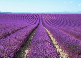 Hibe Destek Olan Tıbbi Aromatik Bitki Listesi 