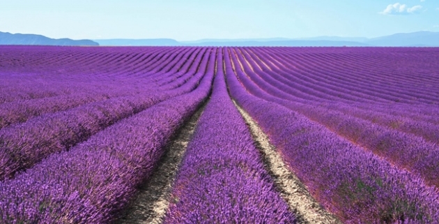 Hibe Destek Olan Tıbbi Aromatik Bitki Listesi 