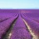 Hibe Destek Olan Tıbbi Aromatik Bitki Listesi 