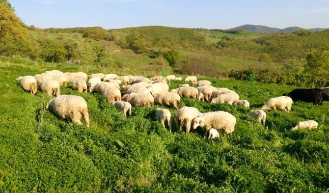 Ankara Polatlı ve Haymana’da Mera İhalesi