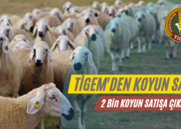 tigem_satilik_koyun