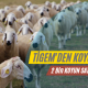 tigem_satilik_koyun