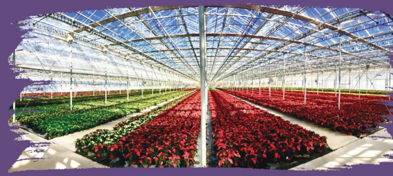 yenilebilir enerjili sera