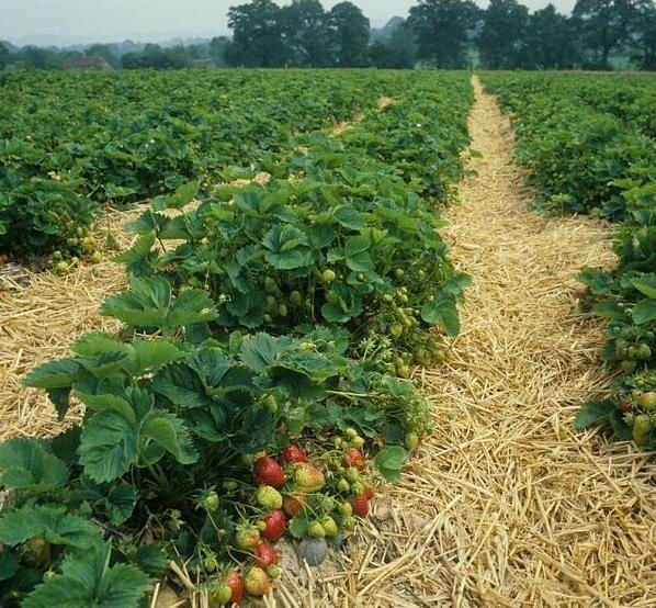 2019 Yılı Organik Tarım Desteği