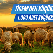 Tigem Satılık Koyun