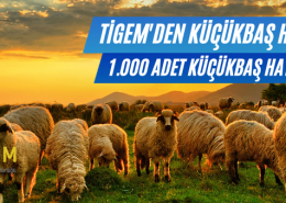 Tigem Satılık Koyun
