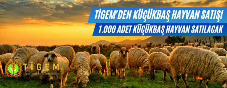 Tigem Satılık Koyun