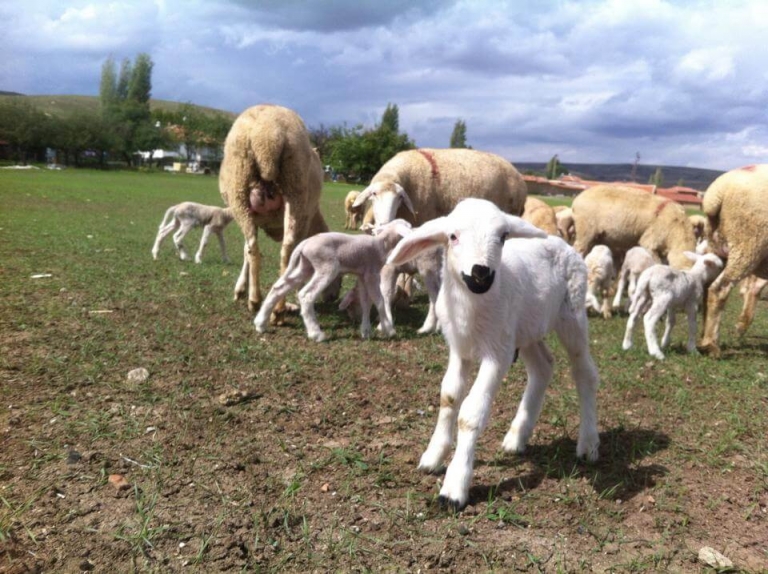 Küçükbaş Hayvancılık Hibe Destegi