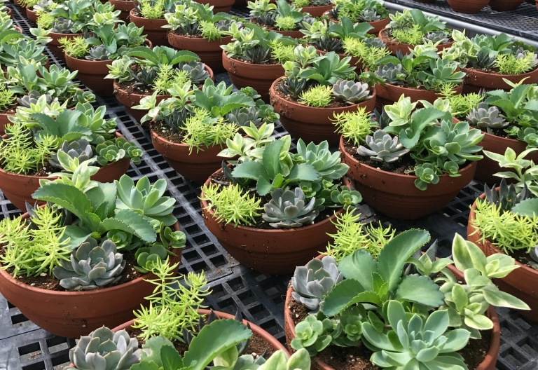 ipard hibesi süs bitkileri