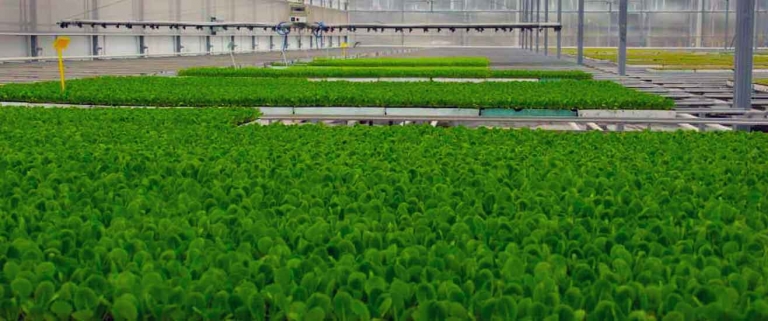 fidan hibe destekleri