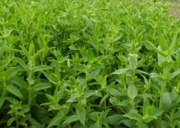 Tıbbı ve Aromatik Bitkiler Hibe Desteği
