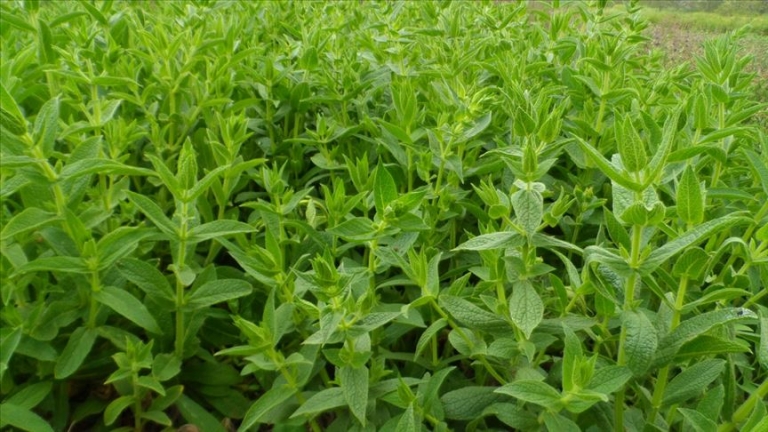 Tıbbı ve Aromatik Bitkiler Hibe Desteği