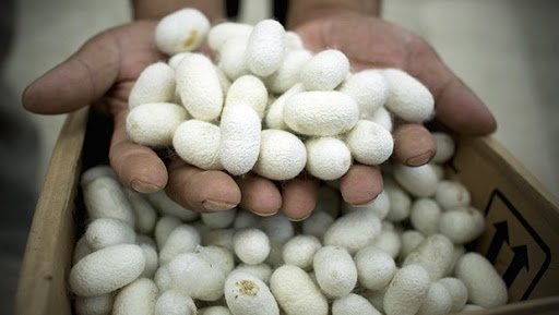 İpek-Böcekciligine-hibe-destegi