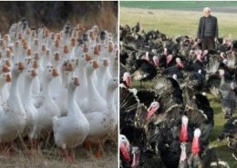 Kaz ve Hindi Yetiştiriciliğine