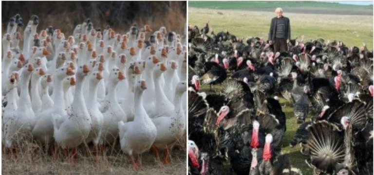 Kaz ve Hindi Yetiştiriciliğine