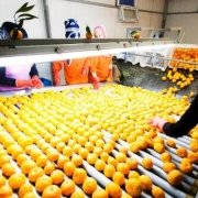 Bitkisel Ürünler İşleme Tesislerine hibe