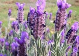 Tıbbi Aromatik Bitkiler tesisine hibe