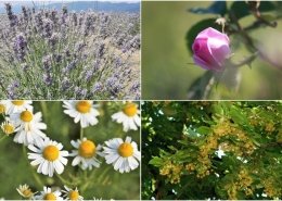 Tıbbi Aromatik Bitkiler tesisine hibe