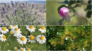 Tıbbi Aromatik Bitkiler tesisine hibe