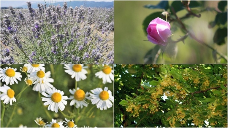 Tıbbi Aromatik Bitkiler tesisine hibe