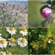Tıbbi Aromatik Bitkiler tesisine hibe
