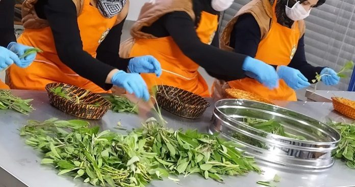 Tibbi_ve_Aromatik_Bitkiler-hibe