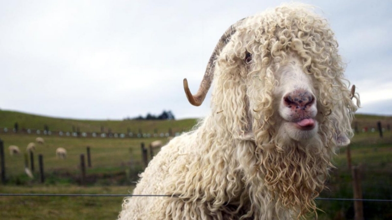 Tiftik İşleme Yatırımlarına Hibe Desteği 2022